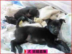 にほんブログ村 犬ブログ 犬 里親募集へ
