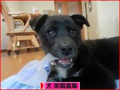 にほんブログ村 犬ブログ 犬 里親募集へ