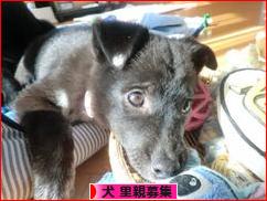 にほんブログ村 犬ブログ 犬 里親募集へ