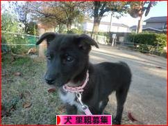 にほんブログ村 犬ブログ 犬 里親募集へ