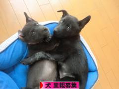 にほんブログ村 犬ブログ 犬 里親募集へ