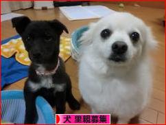 にほんブログ村 犬ブログ 犬 里親募集へ