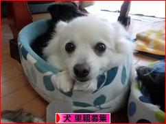 にほんブログ村 犬ブログ 犬 里親募集へ
