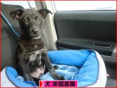 にほんブログ村 犬ブログ 犬 里親募集へ