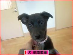 にほんブログ村 犬ブログ 犬 里親募集へ