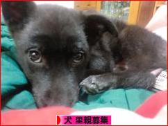 にほんブログ村 犬ブログ 犬 里親募集へ