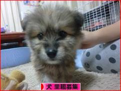 にほんブログ村 犬ブログ 犬 里親募集へ