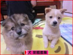 にほんブログ村 犬ブログ 犬 里親募集へ