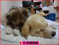 にほんブログ村 犬ブログ 犬 里親募集へ