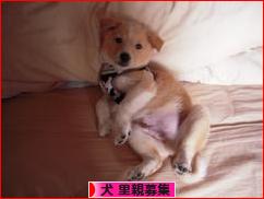 にほんブログ村 犬ブログ 犬 里親募集へ