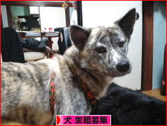 にほんブログ村 犬ブログ 犬 里親募集へ