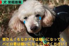 にほんブログ村 犬ブログ 犬 里親募集へ