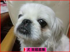 にほんブログ村 犬ブログ 犬 里親募集へ