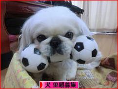 にほんブログ村 犬ブログ 犬 里親募集へ