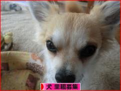 にほんブログ村 犬ブログ 犬 里親募集へ