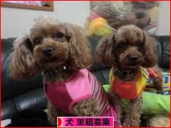 にほんブログ村 犬ブログ 犬 里親募集へ