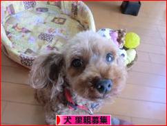 にほんブログ村 犬ブログ 犬 里親募集へ