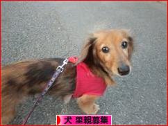 にほんブログ村 犬ブログ 犬 里親募集へ