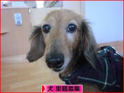 にほんブログ村 犬ブログ 犬 里親募集へ