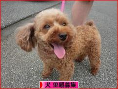にほんブログ村 犬ブログ 犬 里親募集へ