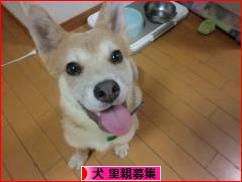 にほんブログ村 犬ブログ 犬 里親募集へ
