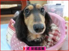 にほんブログ村 犬ブログ 犬 里親募集へ