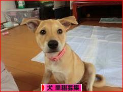 にほんブログ村 犬ブログ 犬 里親募集へ
