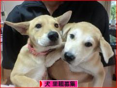 にほんブログ村 犬ブログ 犬 里親募集へ