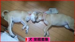 にほんブログ村 犬ブログ 犬 里親募集へ