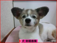 にほんブログ村 犬ブログ 犬 里親募集へ