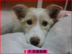 にほんブログ村 犬ブログ 犬 里親募集へ