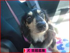 にほんブログ村 犬ブログ 犬 里親募集へ