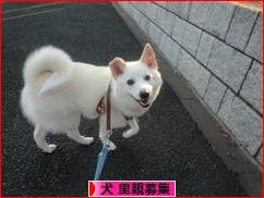 にほんブログ村 犬ブログ 犬 里親募集へ