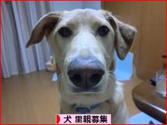 にほんブログ村 犬ブログ 犬 里親募集へ