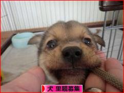 にほんブログ村 犬ブログ 犬 里親募集へ