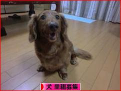 にほんブログ村 犬ブログ 犬 里親募集へ