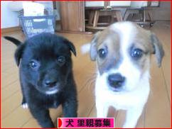 にほんブログ村 犬ブログ 犬 里親募集へ