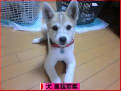 にほんブログ村 犬ブログ 犬 里親募集へ