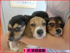 にほんブログ村 犬ブログ 犬 里親募集へ