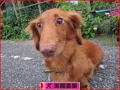 にほんブログ村 犬ブログ 犬 里親募集へ