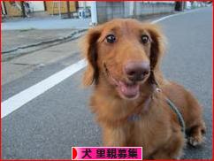 にほんブログ村 犬ブログ 犬 里親募集へ