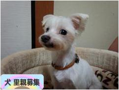 にほんブログ村 犬ブログ 犬 里親募集へ
