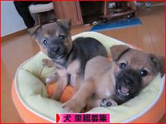にほんブログ村 犬ブログ 犬 里親募集へ