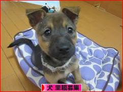 にほんブログ村 犬ブログ 犬 里親募集へ