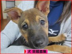 にほんブログ村 犬ブログ 犬 里親募集へ