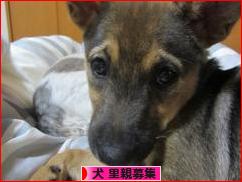 にほんブログ村 犬ブログ 犬 里親募集へ