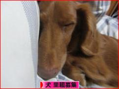 にほんブログ村 犬ブログ 犬 里親募集へ