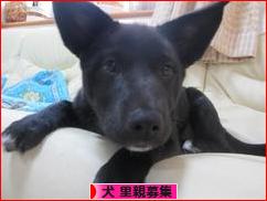 にほんブログ村 犬ブログ 犬 里親募集へ