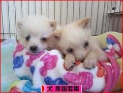 にほんブログ村 犬ブログ 犬 里親募集へ