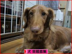 にほんブログ村 犬ブログ 犬 里親募集へ